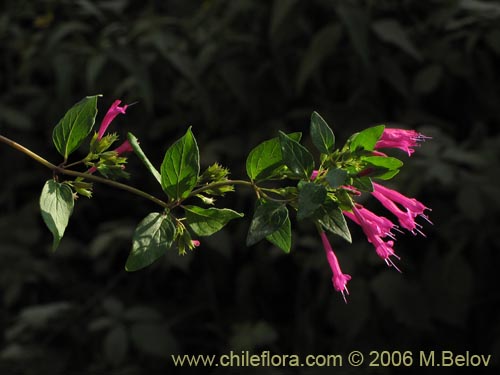 Image of Satureja multiflora (Menta de �rbol / Satureja / Poleo en flor). Click to enlarge parts of image.